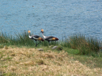Grey Crowned Craines in Arusha National Park